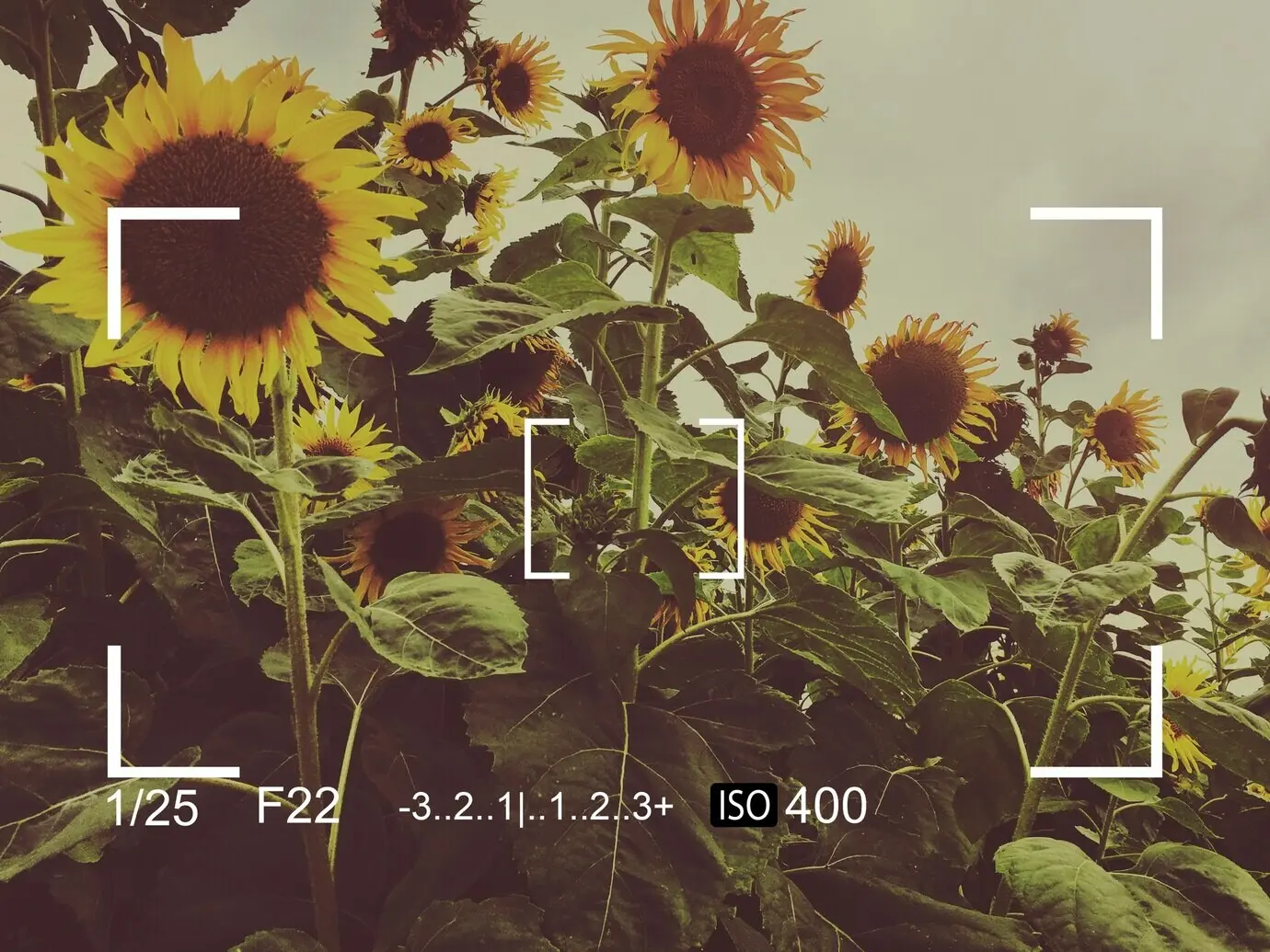 Banner mit einem von der Kamera aufgenommenen Schnappschuss einer Sonnenblume